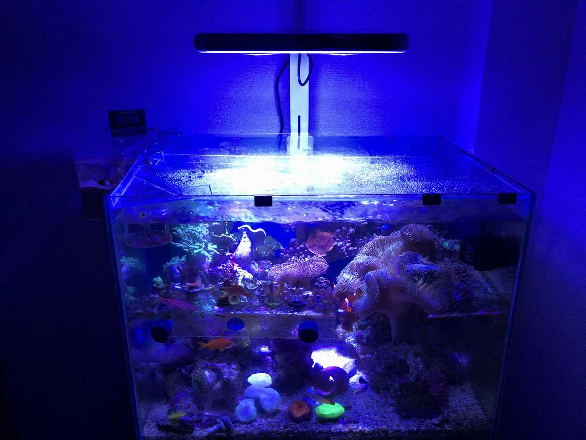 誠実 maaaaaash様専用 サンゴ 海水魚 吊り下げLEDライト